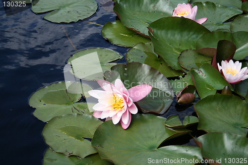 Image of Beautiful water-lilies