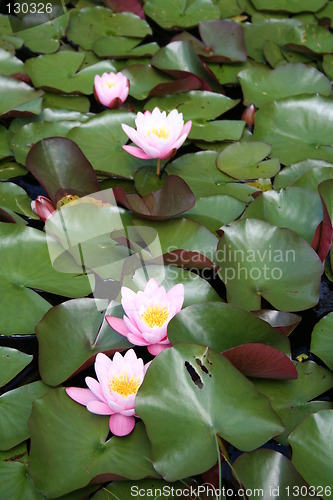 Image of Water-lilies in line