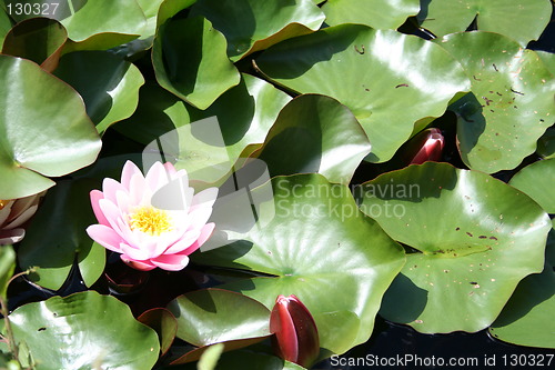 Image of Isolated pink water-lily