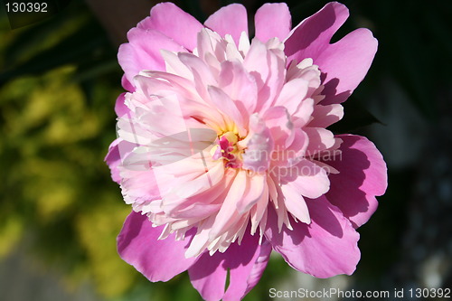 Image of Isolated  wonderful pink peony