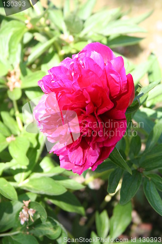 Image of Red peony in sunshine