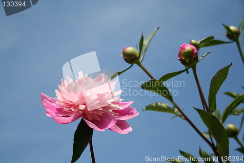 Image of Peony and buds against blue sky