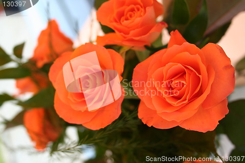 Image of Beautiful orange roses