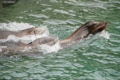 Image of Harbor seals