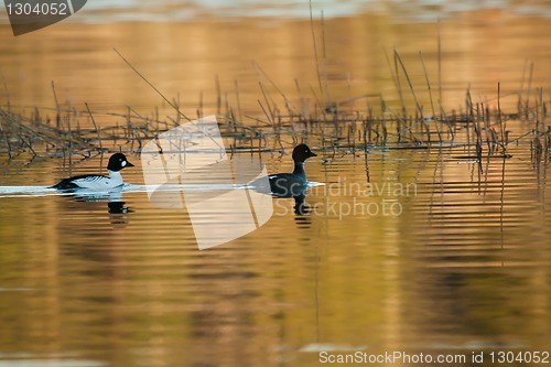 Image of Golden eyes