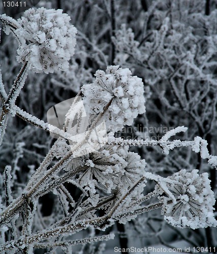 Image of Frozen flowers