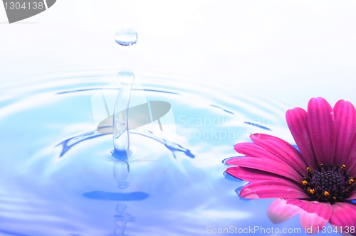 Image of flower in water