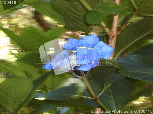 Image of Blue Flowers