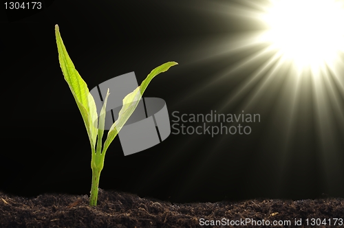 Image of small plant
