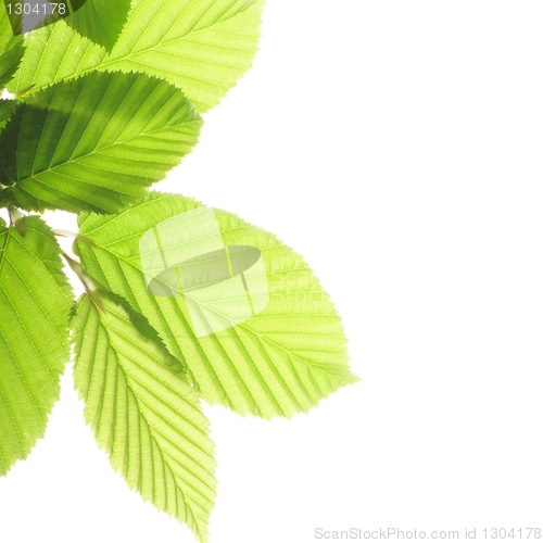 Image of leaf isolated