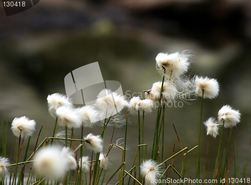 Image of Dandelion