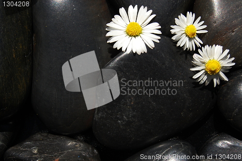 Image of daisy flowers on black stones