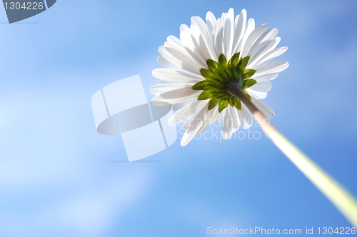 Image of daisy under blue sky