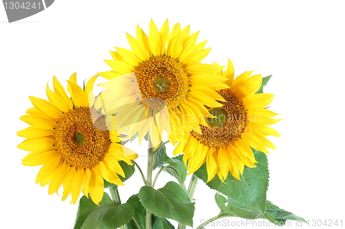 Image of Sunflower