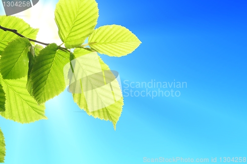 Image of blue sky and leaf