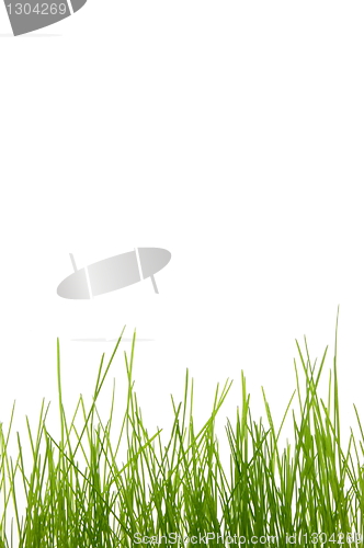 Image of grass