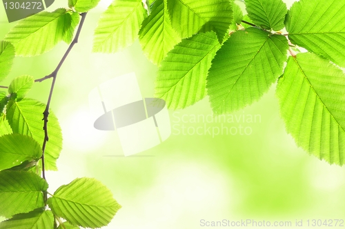 Image of nature