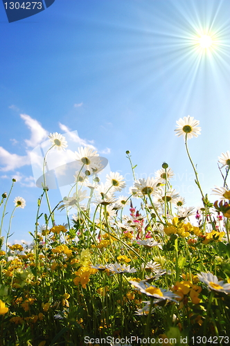 Image of flowers from below