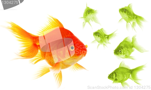 Image of individual goldfish