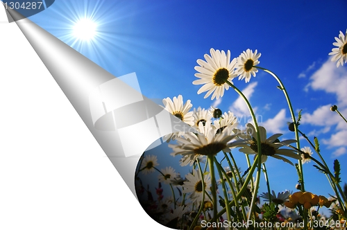 Image of flowers and copyspace