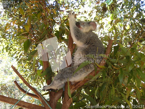 Image of Koala