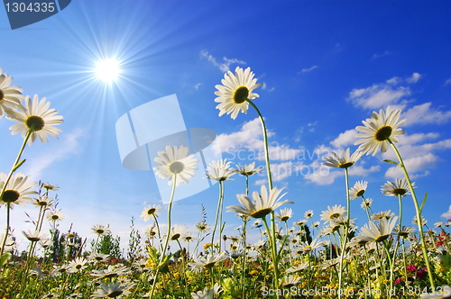 Image of flower in summer under blue sky