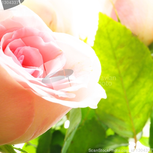 Image of rose flowers