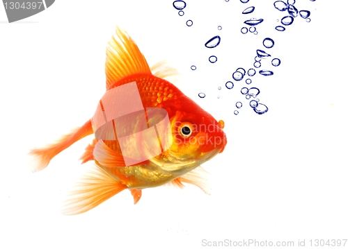 Image of goldfish and bubbles