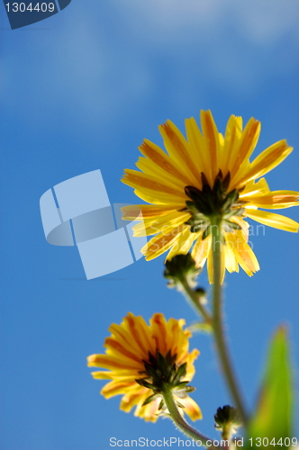 Image of flower under blue summer sky