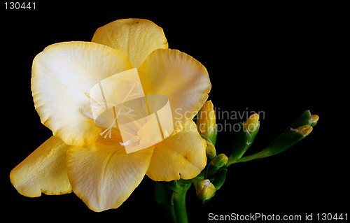 Image of yellow freesia flower over a dark background
