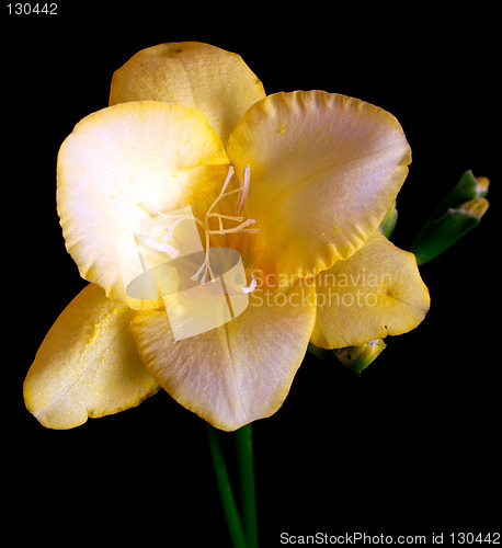 Image of yellow freesia over a dark background