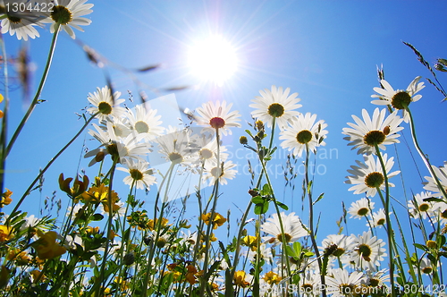 Image of daisy flower in summer