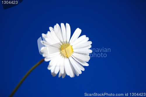 Image of daisy under blue spring sky