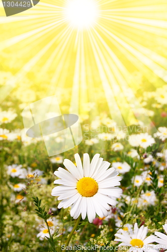Image of flower and sun
