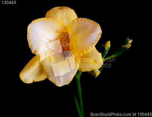 Image of yellow freesia stem