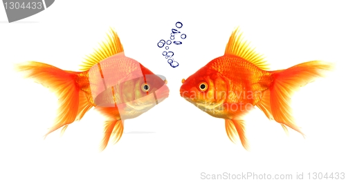 Image of goldfish