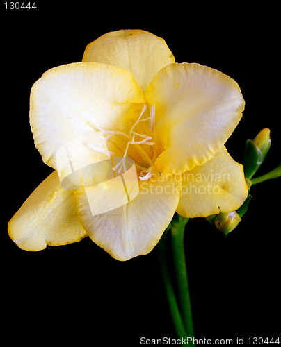 Image of yellow and white freesia