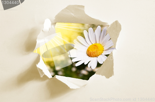 Image of flower behind hole in paper