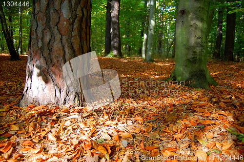 Image of forest and garden with golden leaves at fall