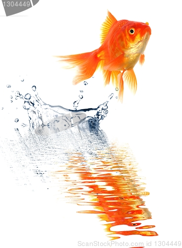 Image of goldfish