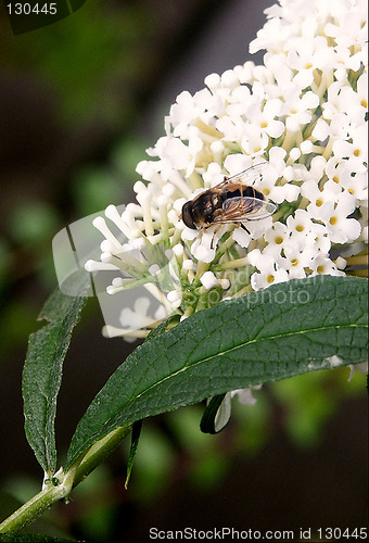 Image of bee on a buddliah flower collecting pollen