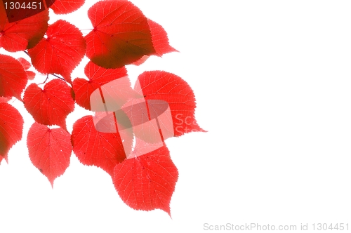 Image of red fall leaves
