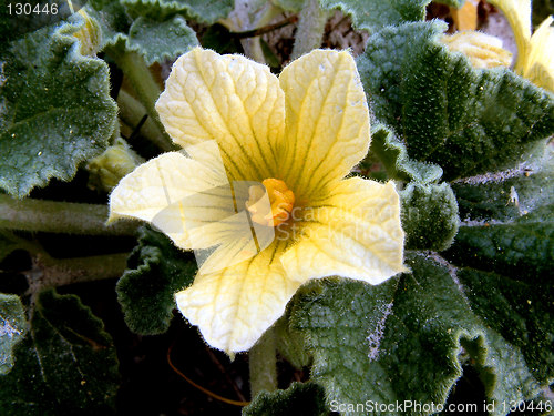 Image of yellow flower with furry leaves