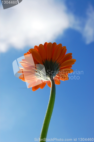 Image of Gerbera daisy