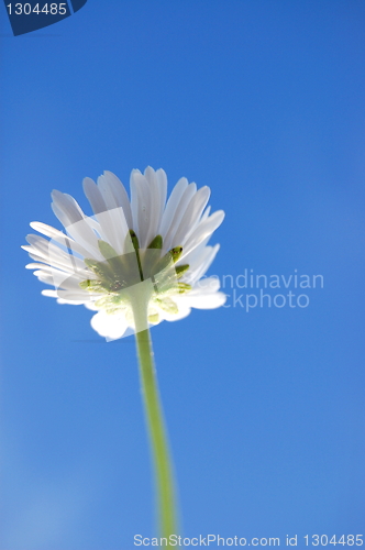 Image of daisy under blue sky