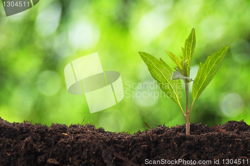 Image of young plant