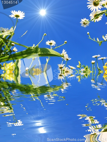 Image of daisy flower