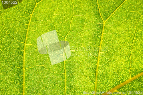Image of structure and texture of green leaf