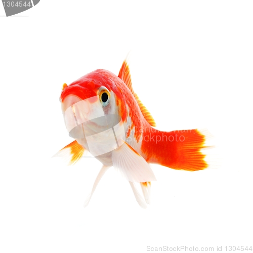 Image of goldfish