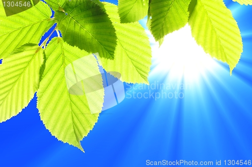 Image of summer leaves